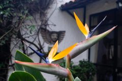casa-flores_-24-e1729951880889